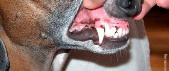 Dental disease in dogs