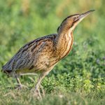 Great marsh bittern