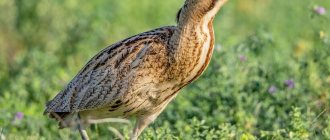 Great marsh bittern