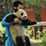 giant panda china