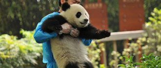 giant panda china