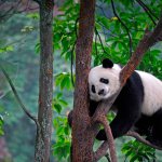 Giant panda, description and photo