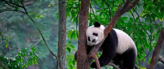 Giant panda, description and photo