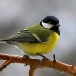 Great tit