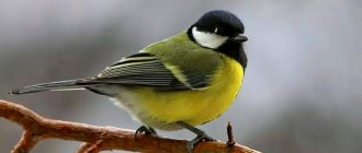 Great tit