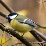 Great tit