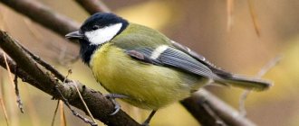 Great tit