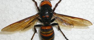 big asian hornet