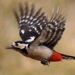 Great Spotted Woodpecker.