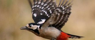 Great Spotted Woodpecker.