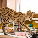 big cat serval