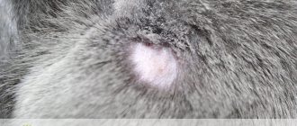 Sores on a cat&#39;s neck