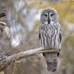 great gray owl - description