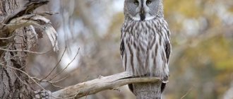 great gray owl - description