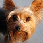 Bearded dog with protruding ears