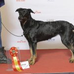 Beauceron at an exhibition