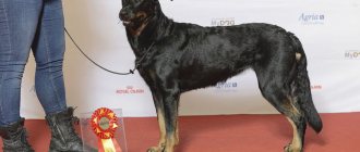 Beauceron at an exhibition