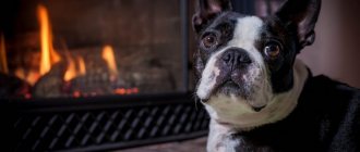 Boston Terrier - description of the breed, characteristics, selection of a puppy, care