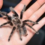 Brachypelma albopilosum