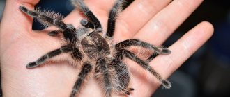 Brachypelma albopilosum