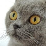 British shorthair cat