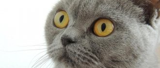 British shorthair cat