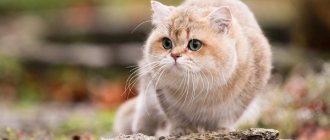 British Shorthair