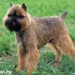 Brussels-griffon-dog-Description-features-care-and-price-of-breed-3