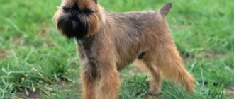 Brussels-griffon-dog-Description-features-care-and-price-of-breed-3