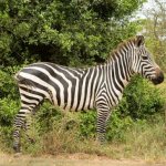 Burchell&#39;s zebra