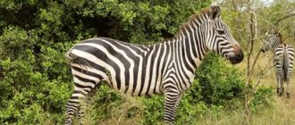 Burchell&#39;s zebra