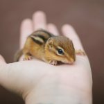 Chipmunk at home