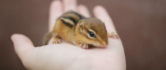 Chipmunk at home