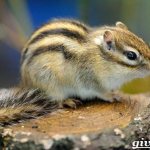 Chipmunk-animal-lifestyle-and-habitat-of-a-chipmunk-2