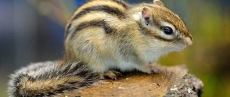 Chipmunk-animal-lifestyle-and-habitat-of-a-chipmunk-2