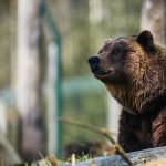 Brown bear (Photo: Janko Ferlič via Unsplash)