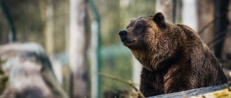 Brown bear (Photo: Janko Ferlič via Unsplash)