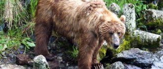 Brown bear description