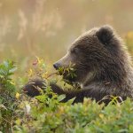 Brown-bear-animal-Description-features-lifestyle-and-habitat-of-a-brown-bear-18