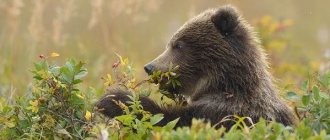 Brown-bear-animal-Description-features-lifestyle-and-habitat-of-a-brown-bear-18