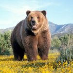 Brown bear