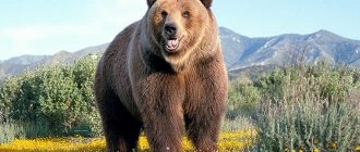 Brown bear