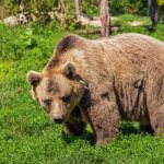 Brown bear