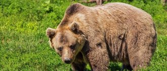 Brown bear