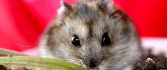 Prices for hamsters: how much do they cost in a pet store or on the market?