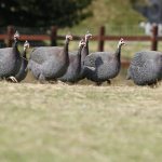 Guinea fowl