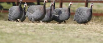 Guinea fowl