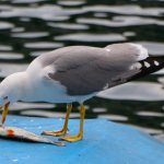 Seagull-bird-Description-features-species-and-habitat-of-gull-bird-29