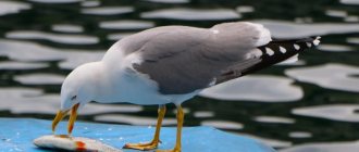 Seagull-bird-Description-features-species-and-habitat-of-gull-bird-29