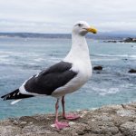 Seagulls characteristics